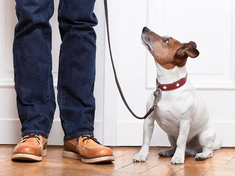 The 7 Basic Commands for a Dog The 7 Basic Commands for a Dog