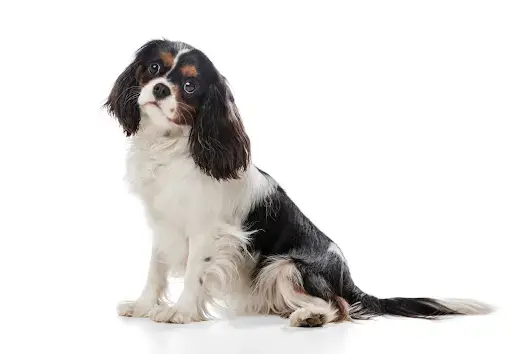 The 7 Basic Commands for a Dog