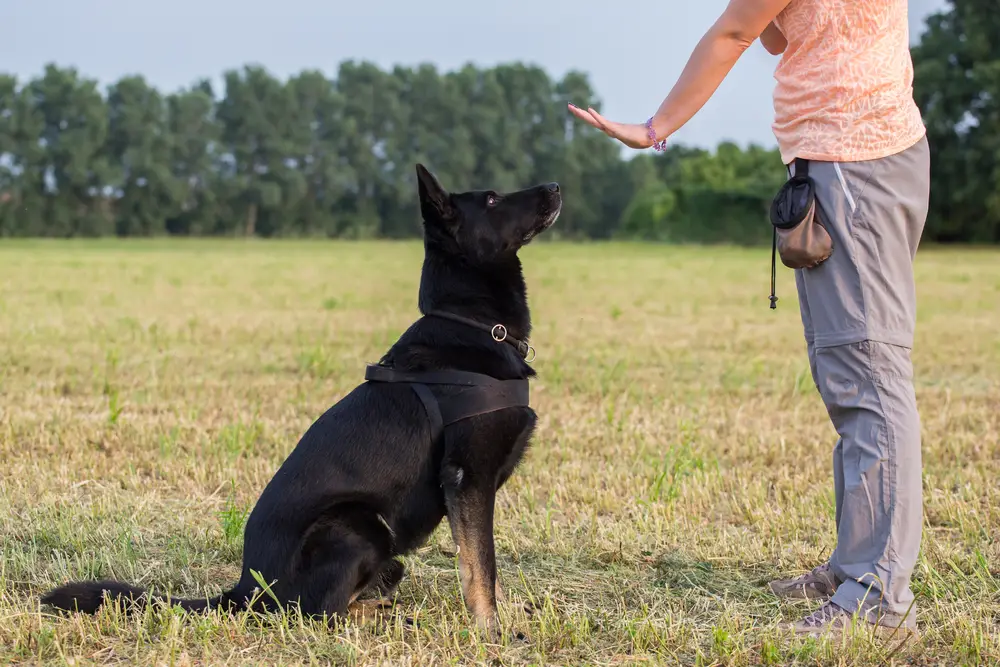 The 7 Basic Commands for a Dog