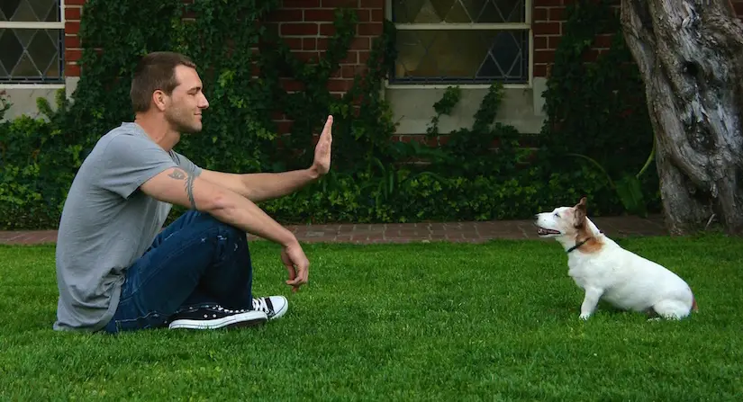 The 7 Basic Commands for a Dog