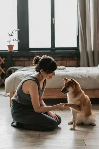 Basic Tricks to Teach Dogs