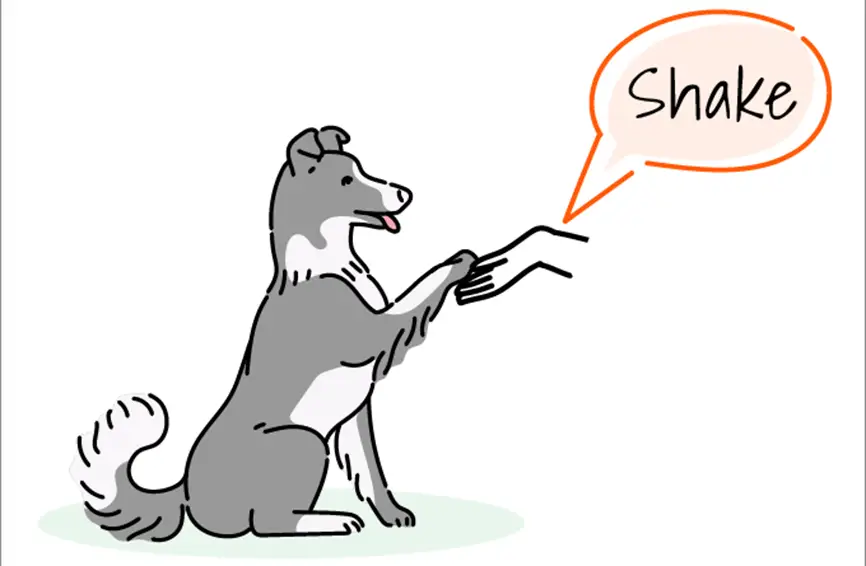 Basic Tricks to Teach Dogs