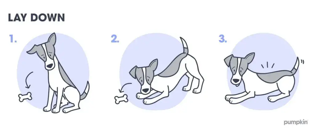 Basic Tricks to Teach Dogs