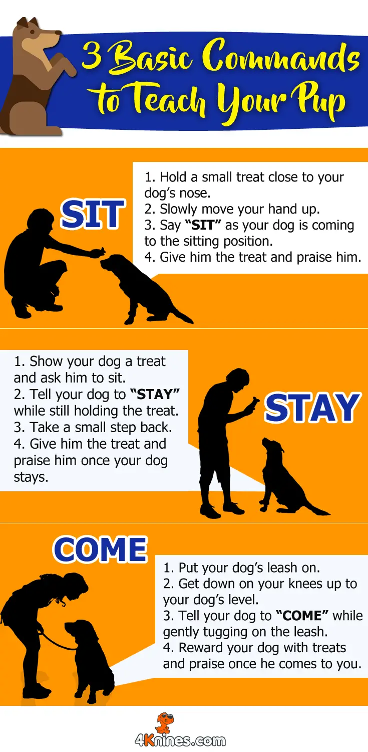 Basic Tricks to Teach Dogs