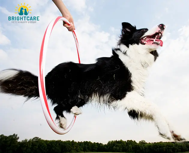 Basic Tricks to Teach Dogs