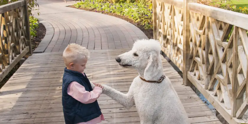 Basic Tricks to Teach Your Dog