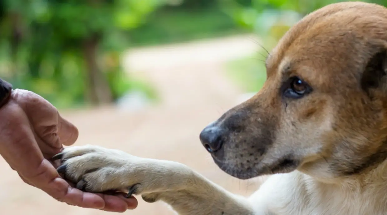 Basic Tricks to Teach Your Dog