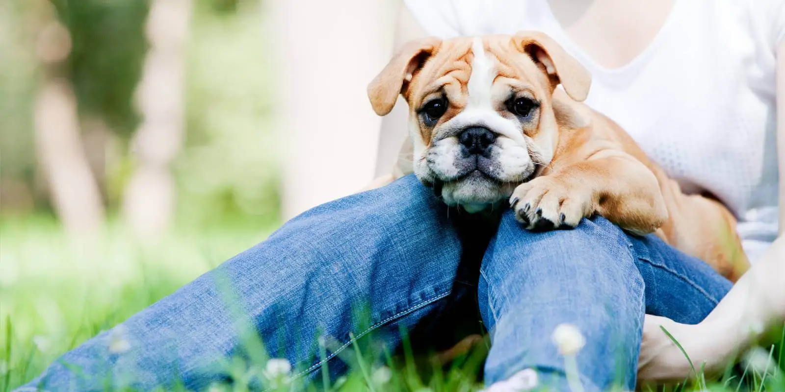 Basic Tricks to Teach Your Dog