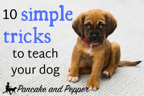 Basic Tricks to Teach Your Dog