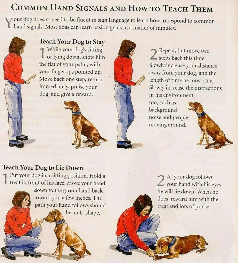 Basic Tricks to Teach Your Dog