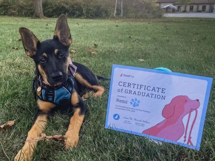 Basic Tricks to Teach Your Dog