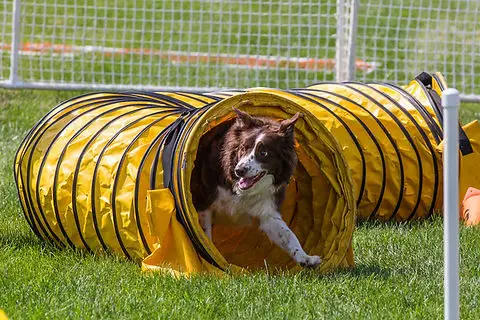 Dog Agility Training for Beginners
