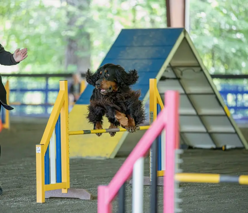 Dog Agility Training for Beginners