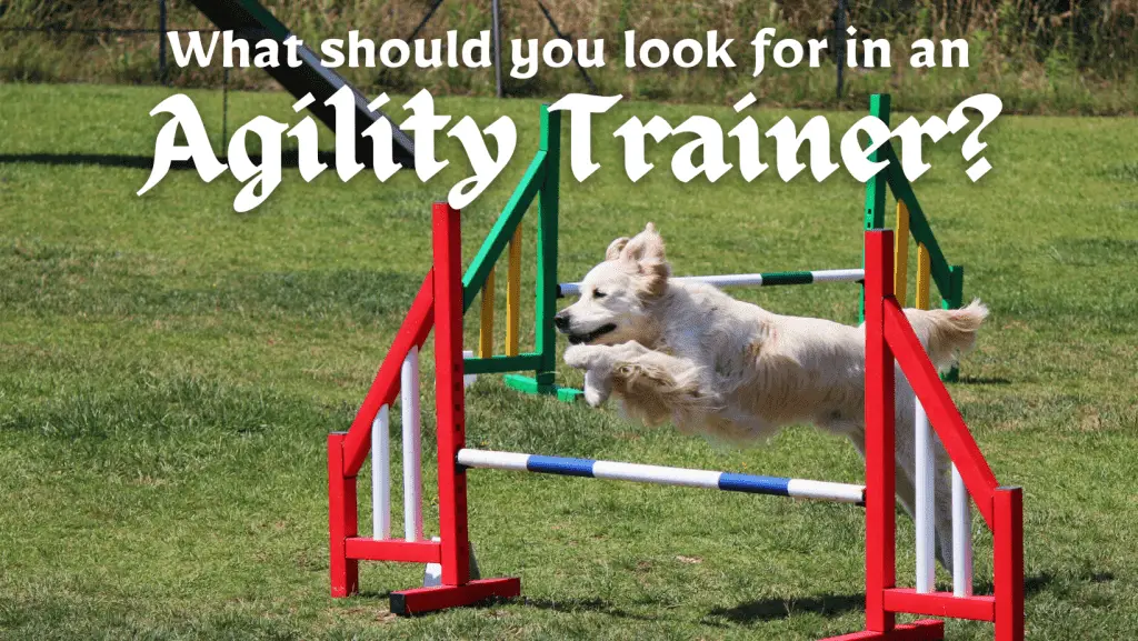 Dog Agility Training for Beginners