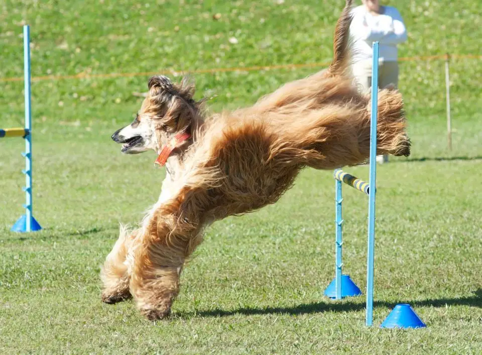 Dog Agility Training for Beginners