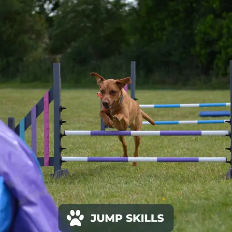 Dog Agility Training for Beginners