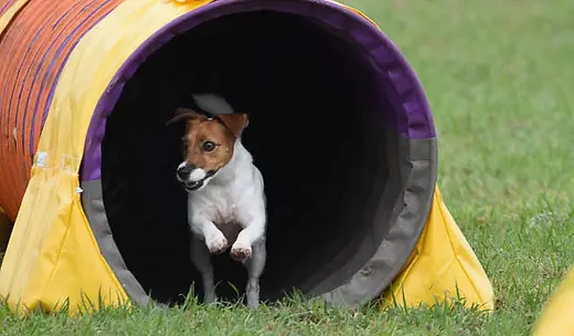 Dog Agility Training for Beginners