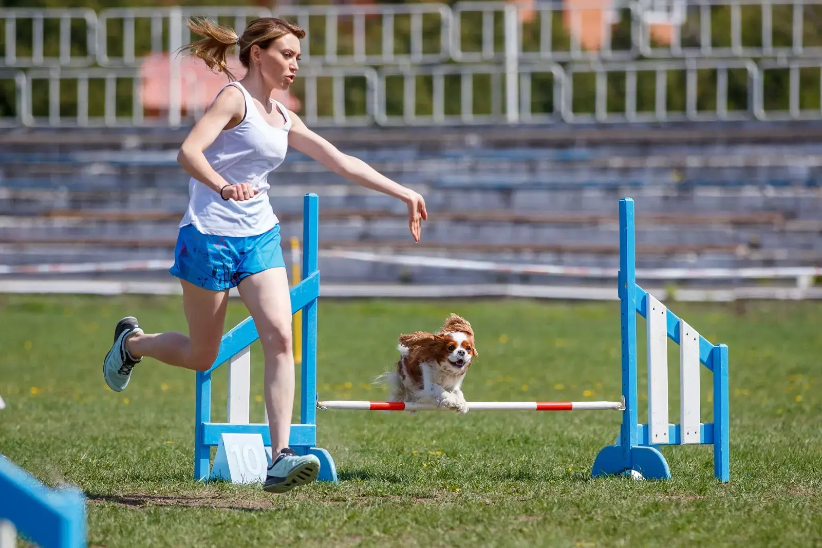 Dog Agility Training for Beginners