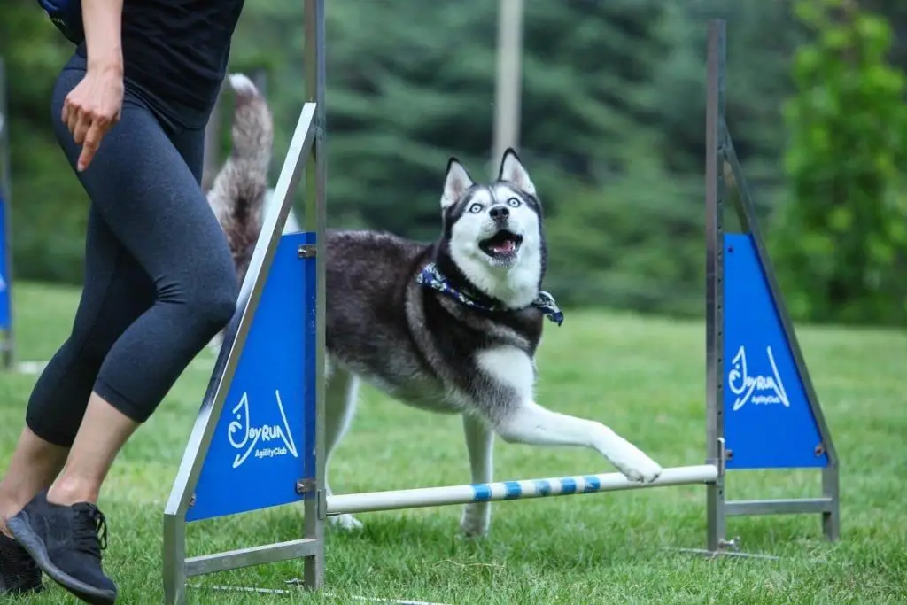 Dog Agility Training for Beginners
