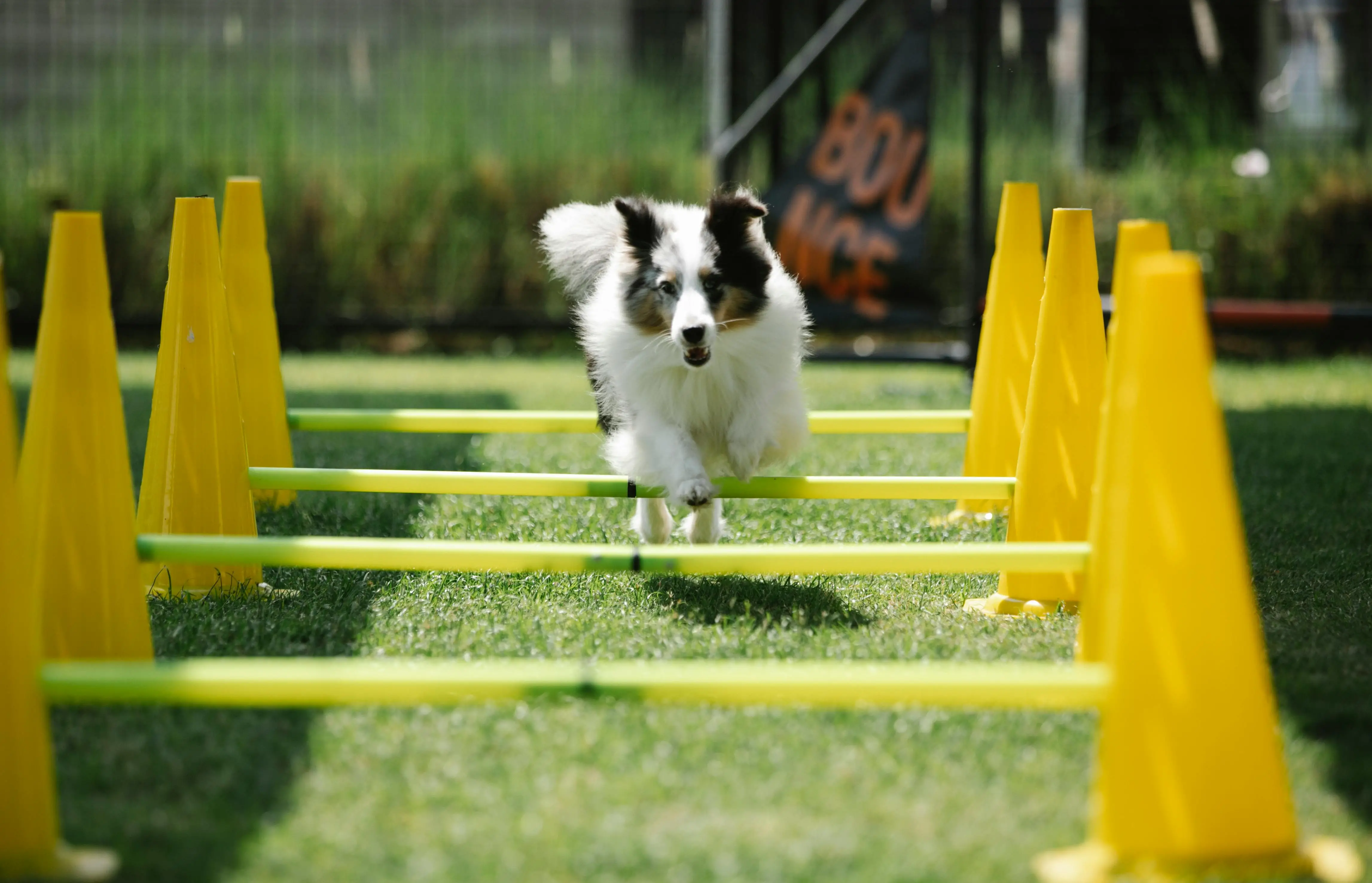 Dog Agility Training for Beginners