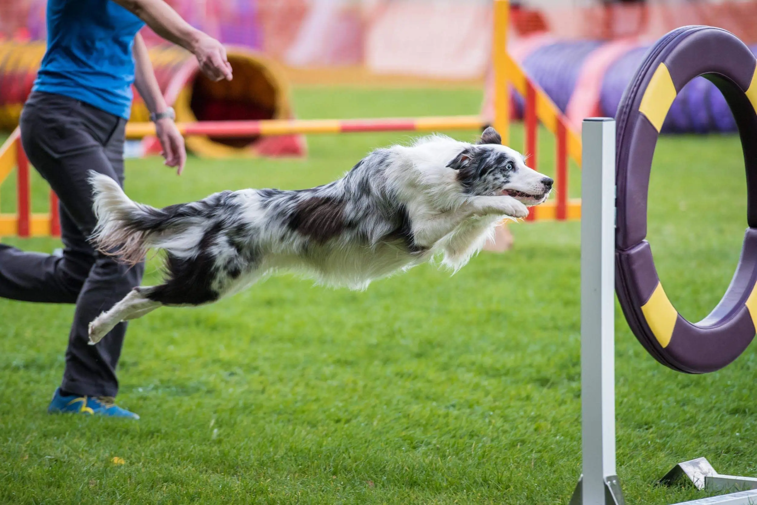 Dog Agility Training for Beginners