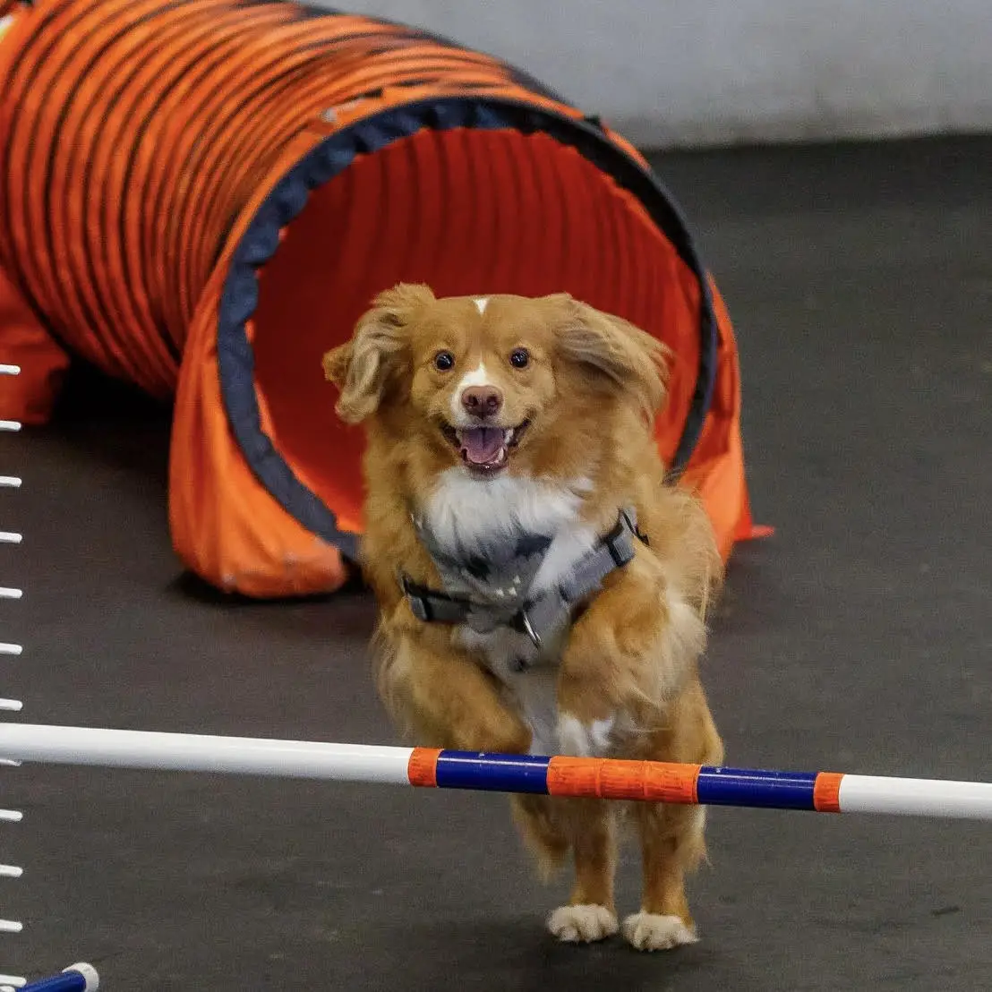 Dog Agility Training for Beginners
