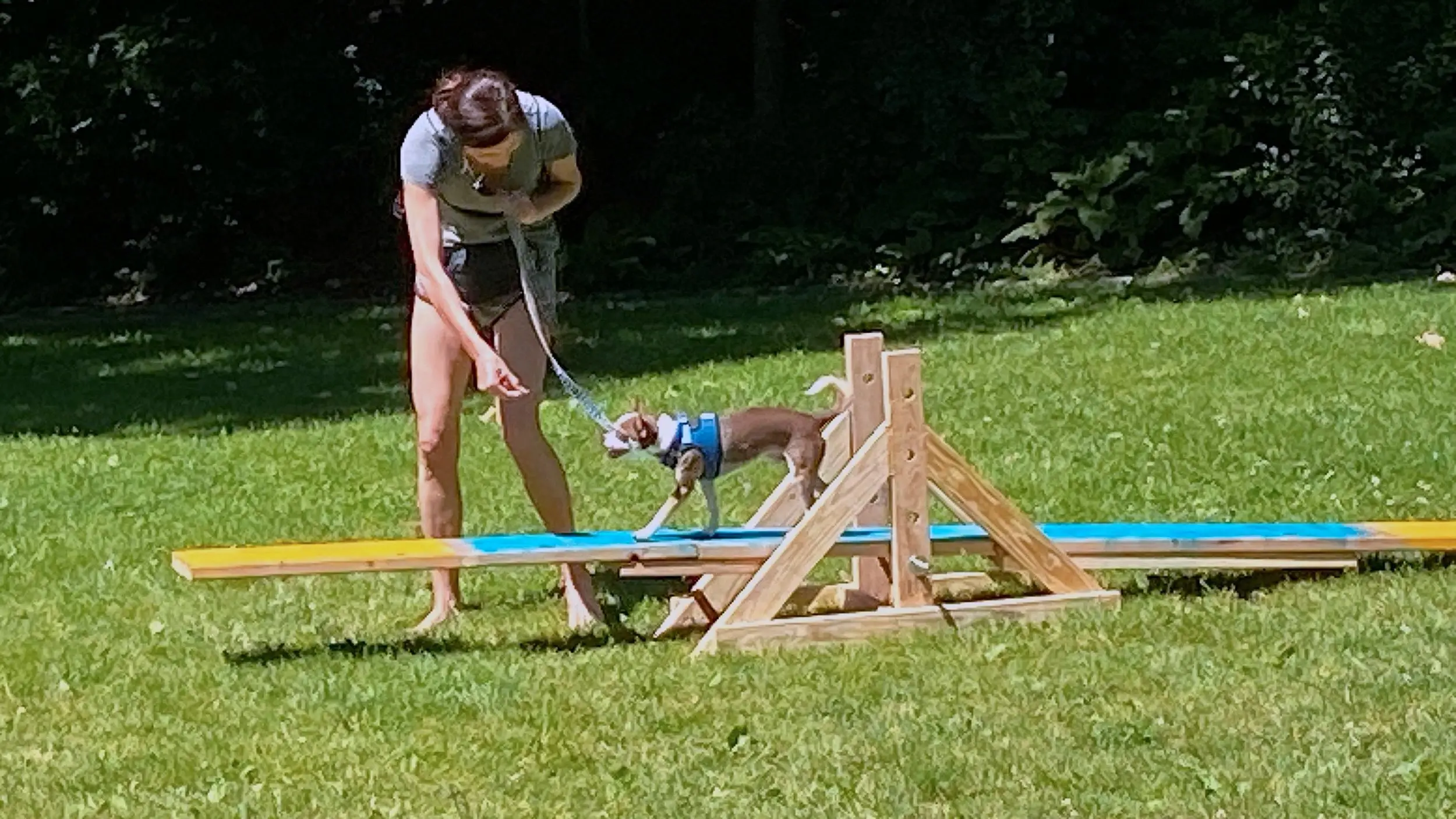 Dog Agility Training for Beginners