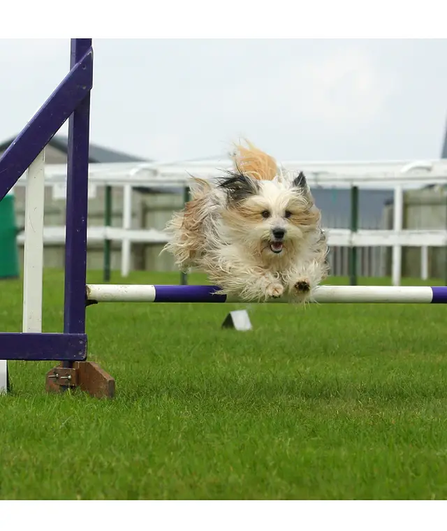 Dog Agility Training for Beginners