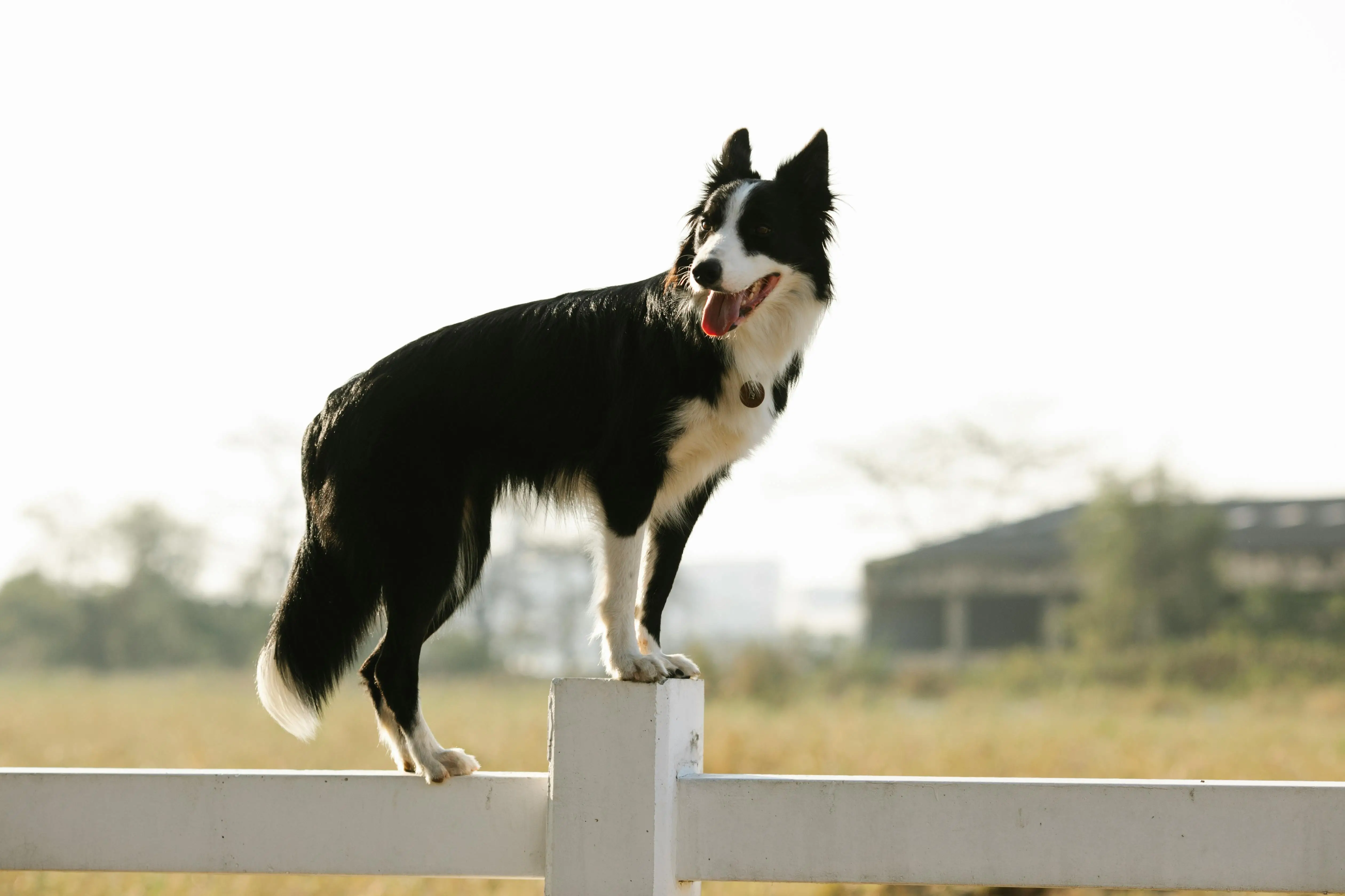 Dog Agility Training for Beginners