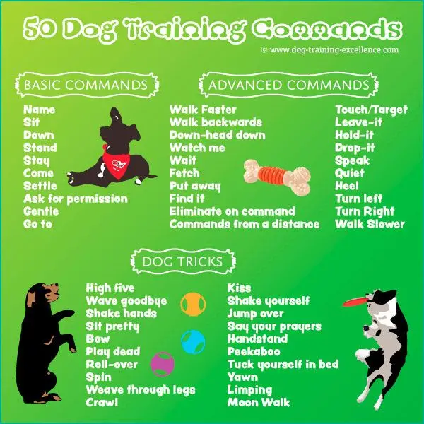 Seven basic commands for dogs