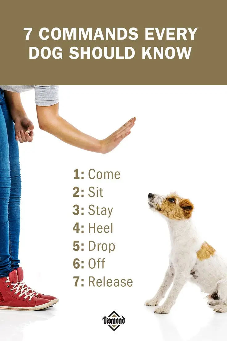 Seven basic commands for dogs