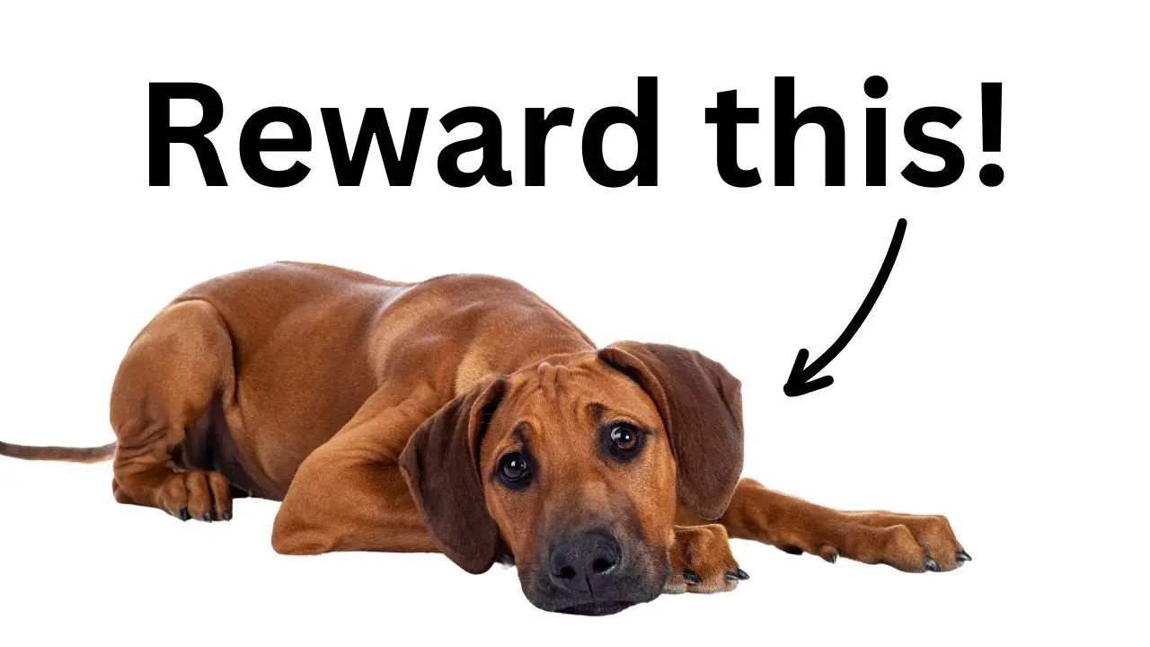 Seven basic commands for dogs