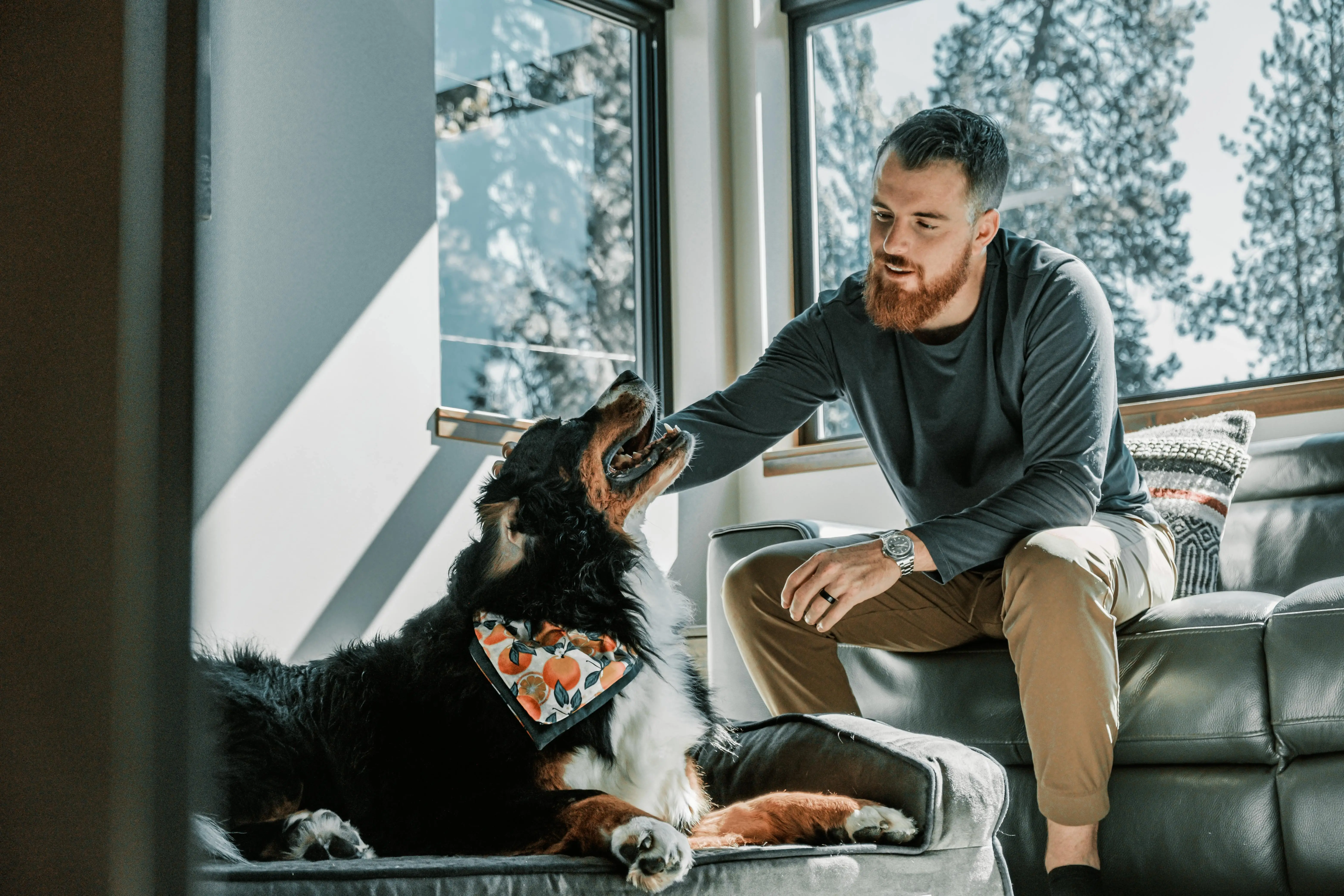 Seven basic commands for dogs