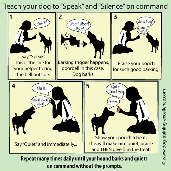 The Best Commands to Teach Your Dog