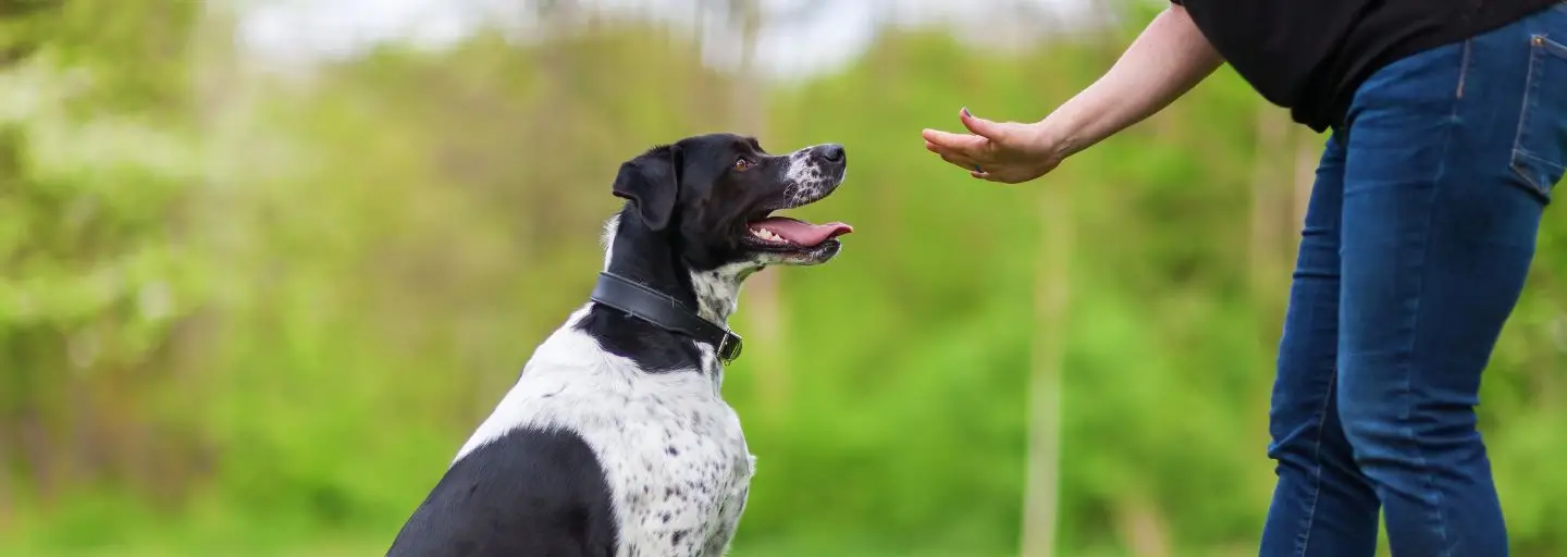 The Best Commands to Teach Your Dog