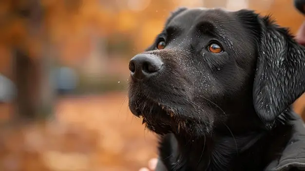 Teaching Your Dog to Sit and Stay