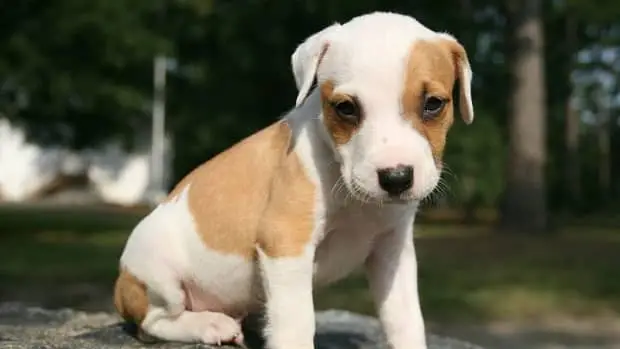 Teaching Your Dog to Sit and Stay