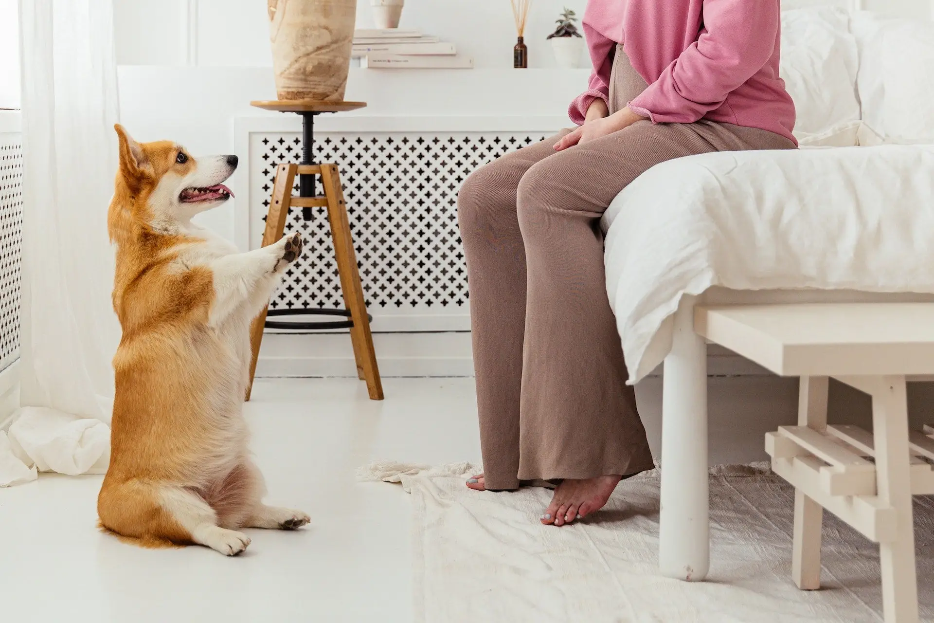 Teaching Your Dog to Sit and Stay