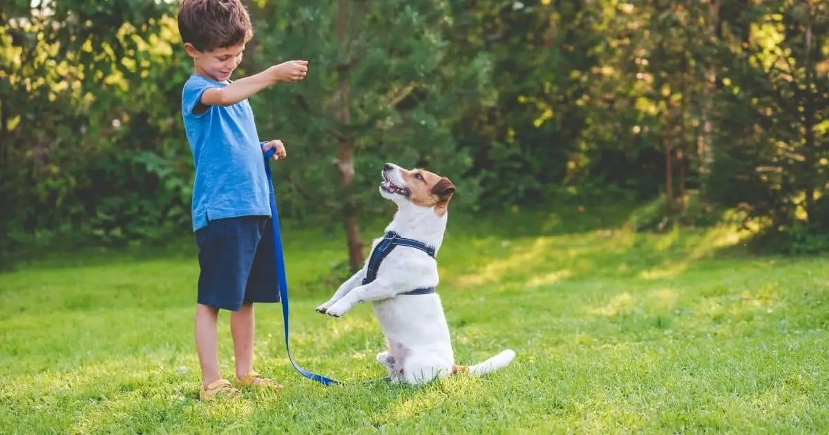 Teaching Your Dog to Sit and Stay