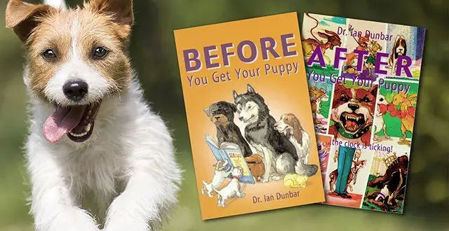 Simple Tricks to Teach Your Dog