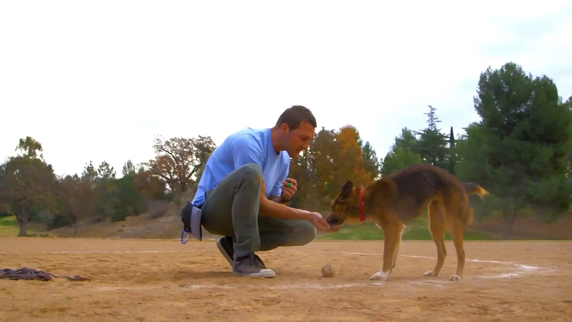 Simple Tricks to Teach Your Dog