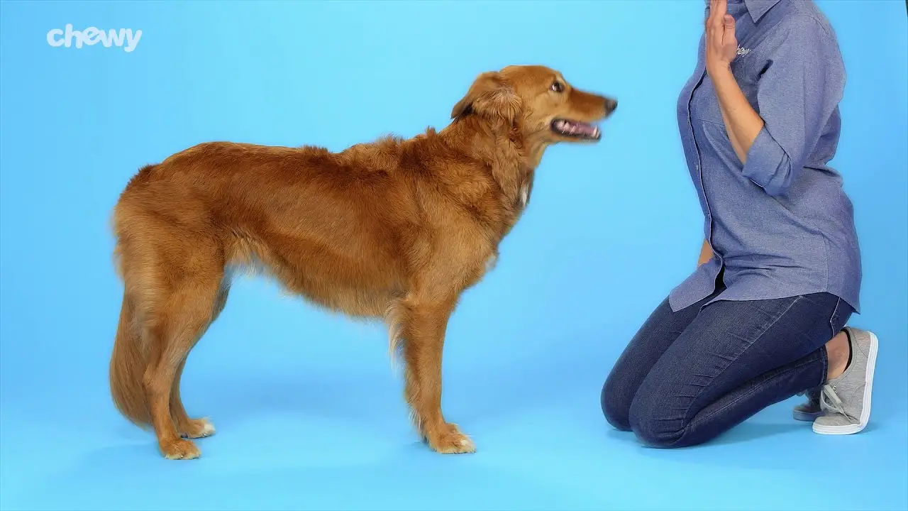 Simple Tricks to Teach Your Dog