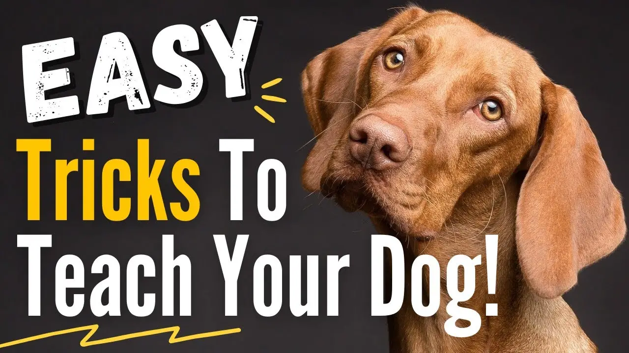 Simple Tricks to Teach Your Dog