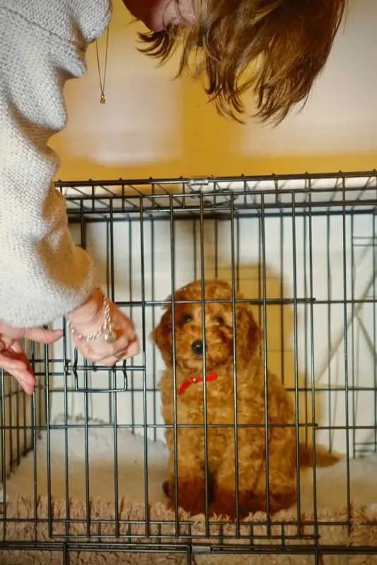Train Puppy to Come When Called