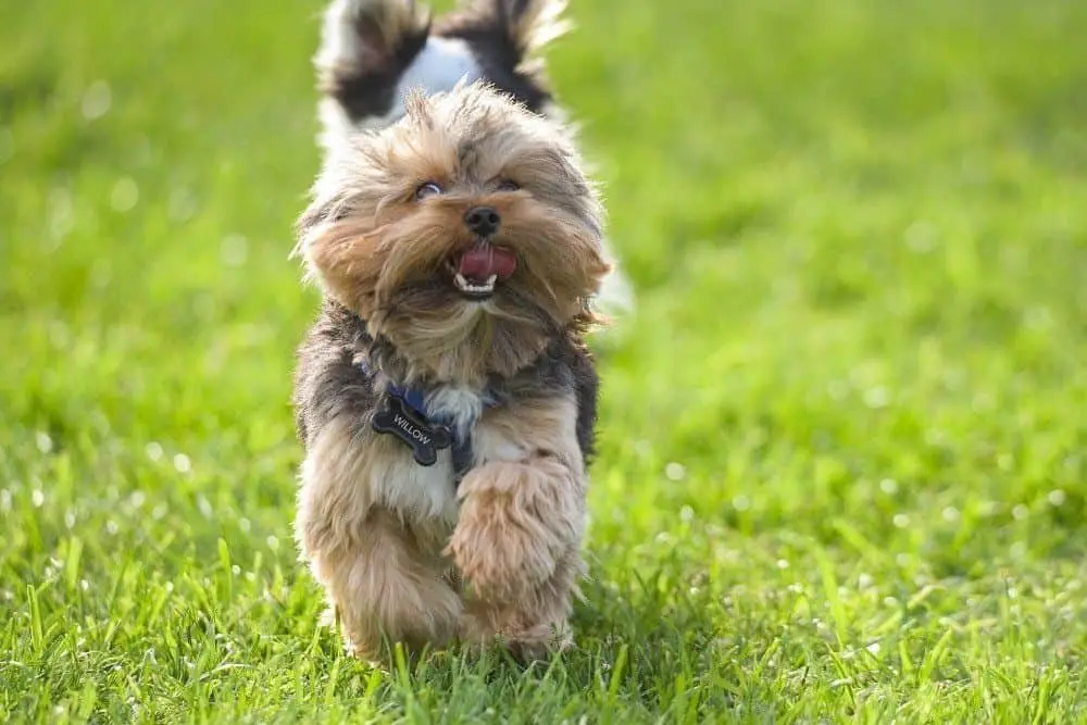 Train Puppy to Come When Called