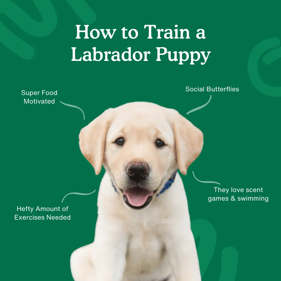 Train Puppy to Come When Called