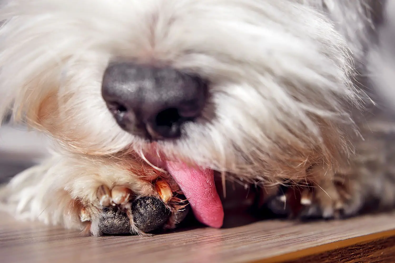 My dog keeps chewing her paws
