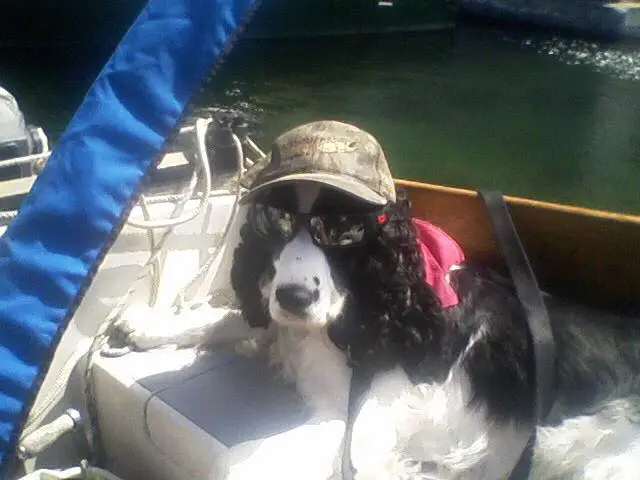 English springer spaniel behavior problems