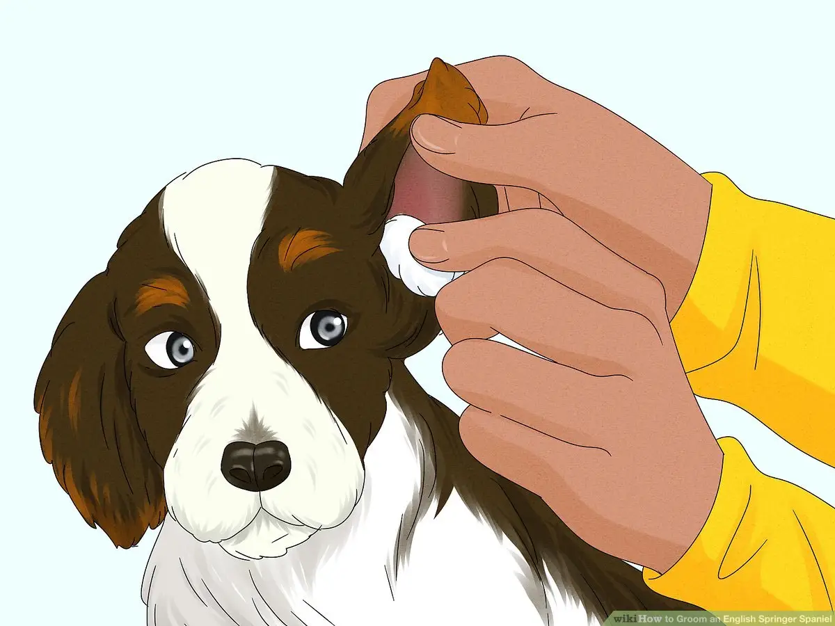 English springer spaniel behavior problems