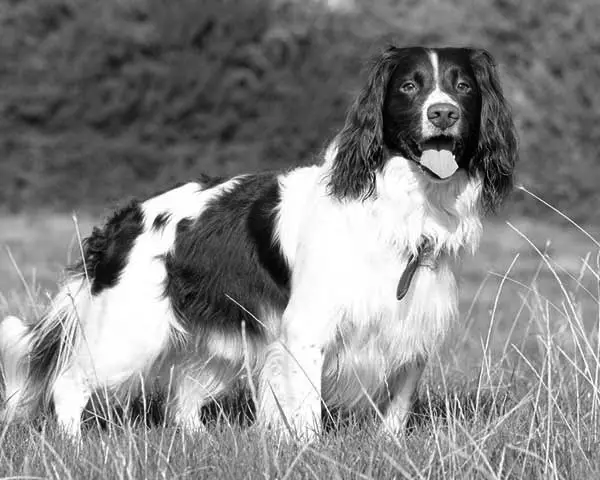 English springer spaniel behavior problems